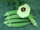 Okra bame 20 seminte 3 RON