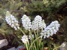 Muscari alb parfumat