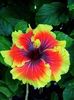 Exotic Coral Hibiscus galben degrade 3 seminte- 5 RON