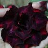 Crimson-Desert-Rose-Double-Petals-Flowers-Seeds-Potted-Flowers-Seeds-Ornamental-Plants-Balcony-Adeni