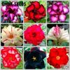 Adenium-Obesum-Seeds-Mix-Bonsai-Desert-Rose-Flower-Plant-Seeds-For-Indoor-Plants.