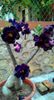 Purple-Black-Desert-Rose-seeds-adenium-obesum-seeds-bonsai-flower-seeds-double-petals-potted-plant-f