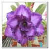 Semidouble-Variety-Purple-