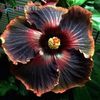 Back Rainbow Hibiscus 3 seminte- 5 RON