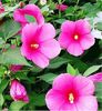 Hibiscus Moscheutos roz de gradina 3 seminte- 5 RON