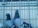 blau / albastru