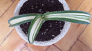 Agave ingens striata white