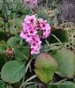 bergenia