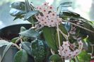 hoya-carnosa-flower-porcelian-flower
