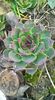 sempervivum