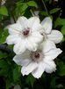 Clematis_Miss_Bateman_(2)