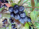 Aronia Amit 1