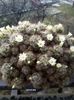 mammillaria prolifera