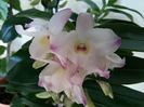 Dendrobium Sea Mary