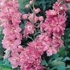Delphinium x cultorum Pacific Giants Astolat
