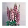 delphinium-cultorum-magic-fountain-dark-rose-white-bee-g-9