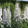delphinium-pacific-galahad