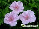 Geranium sanguineum Vision Pink