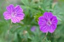 Geranium sanguineum Vision Violet