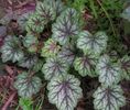 Heuchera americana Dale's Strain