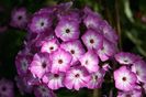 Phlox paniculata 'Flame Purple Eye