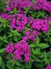 Phlox paniculata Flame Purple