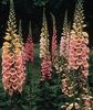 Degetel Digitalis purpurea Apricot Beauty