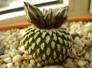 Turbinicarpus pseudopectinatus
