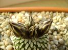 Turbinicarpus pseudopectinatus
