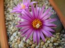 Turbinicarpus pseudopectinatus
