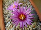 Turbinicarpus pseudopectinatus