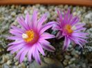 Turbinicarpus pseudopectinatus