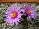 Turbinicarpus pseudopectinatus