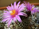 Turbinicarpus pseudopectinatus
