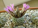 Turbinicarpus pseudopectinatus