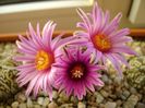 Turbinicarpus pseudopectinatus