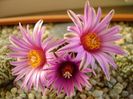 Turbinicarpus pseudopectinatus