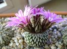 Turbinicarpus pseudopectinatus