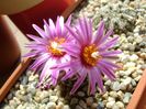 Turbinicarpus pseudopectinatus