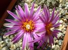 Turbinicarpus pseudopectinatus