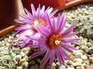 Turbinicarpus pseudopectinatus