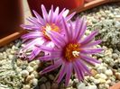 Turbinicarpus pseudopectinatus