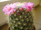 Mammillaria zeilmanniana