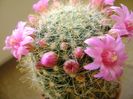 Mammillaria zeilmanniana