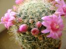 Mammillaria zeilmanniana