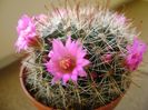 Mammillaria oteroi