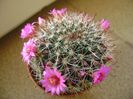 Mammillaria oteroi