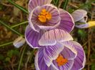 Crocusi