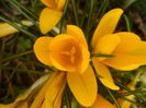 Crocusi