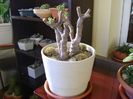 Crassula ovata hobbit, tunsa si frezata